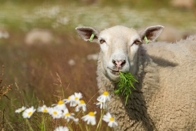 Plants Sheep Eat as Herbivores