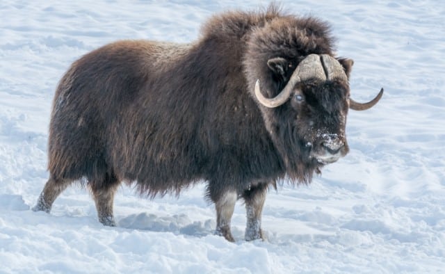 The Highly Sought-After Qiviut Fiber is from the Undercoat of the Muskox