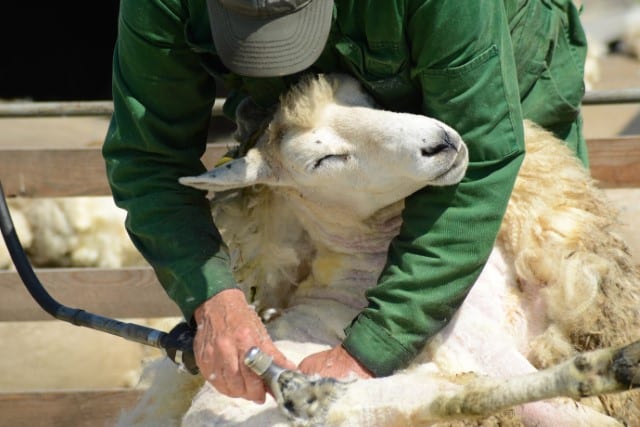 Relaxed Sheep Getting Shorn by a Professional