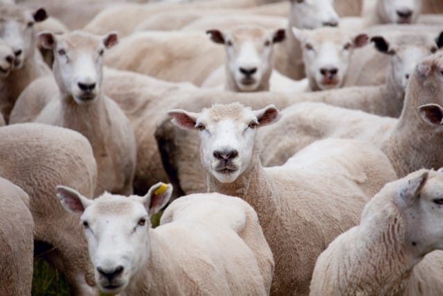 Sheep After Being Shorn