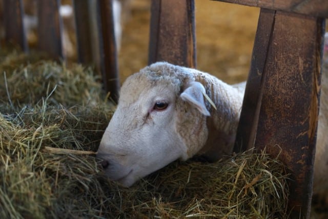 Straw vs Hay