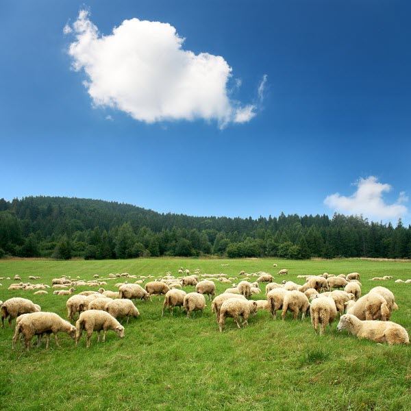 Sheep Grazing Guide