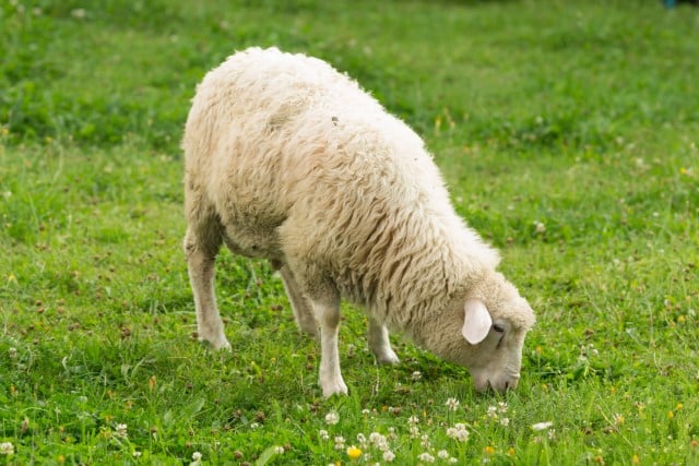 Sheep Herbivore