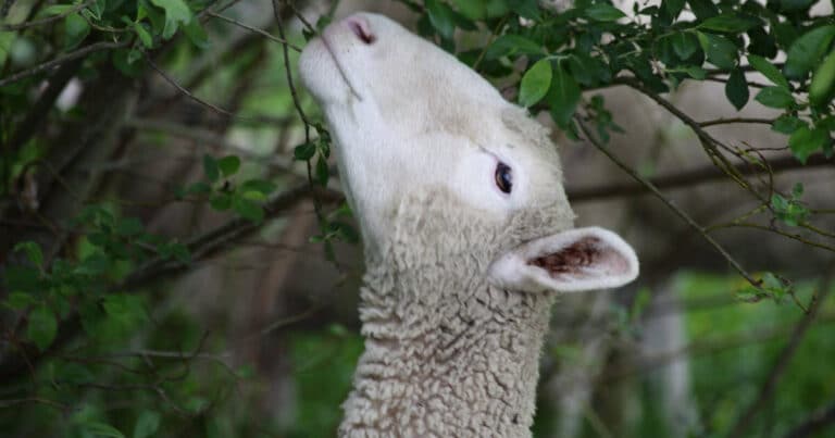 Sheep Poisonous Plants