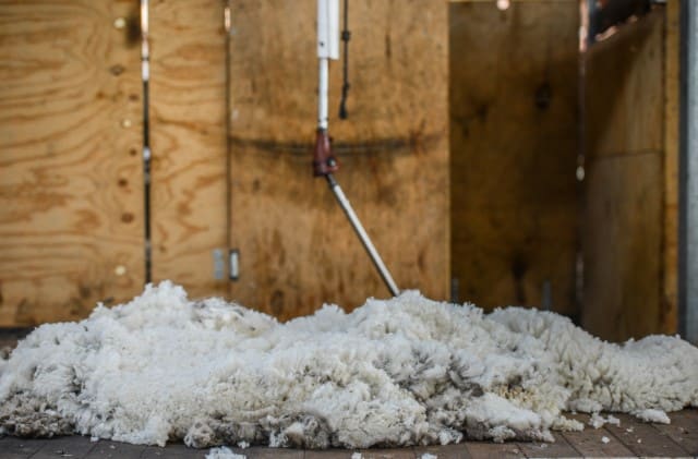 Sheep Wool After Shearing