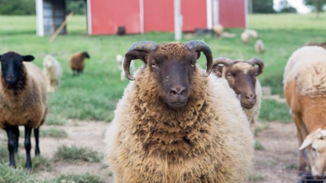 Shetland Wool Comes from Shetland Sheep