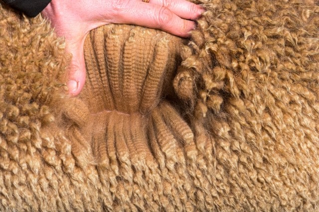 Types of Wool and Natural Fibers for Fiber Artists