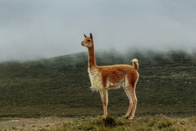 Vicuna Wool Comes from the Vicuna - an animal that lives in the Andes