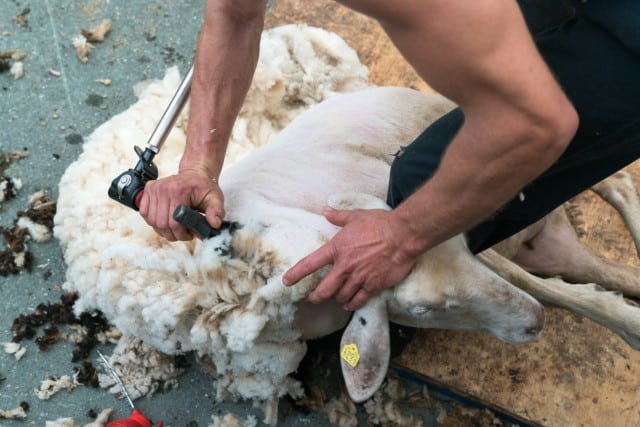 Will Shearing Hurt the Sheep