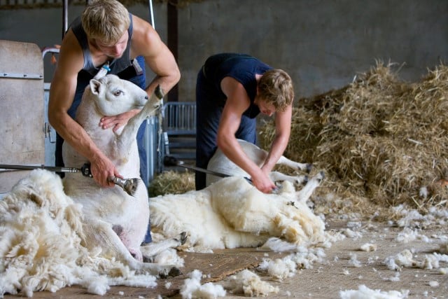 Wool Per Sheep