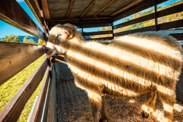 A Sheep in a Homemade Trailer