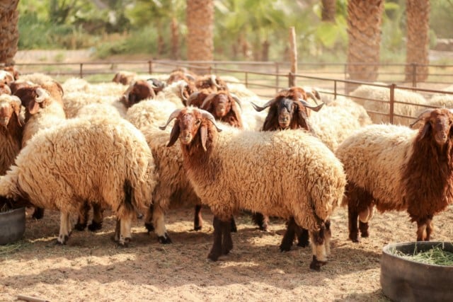 Awassi Dairy Sheep