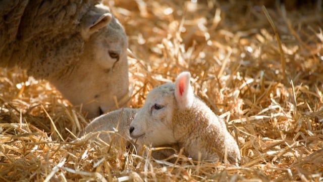 Baby Lamb