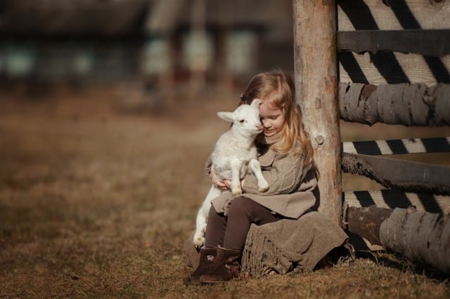 Baby Lamb