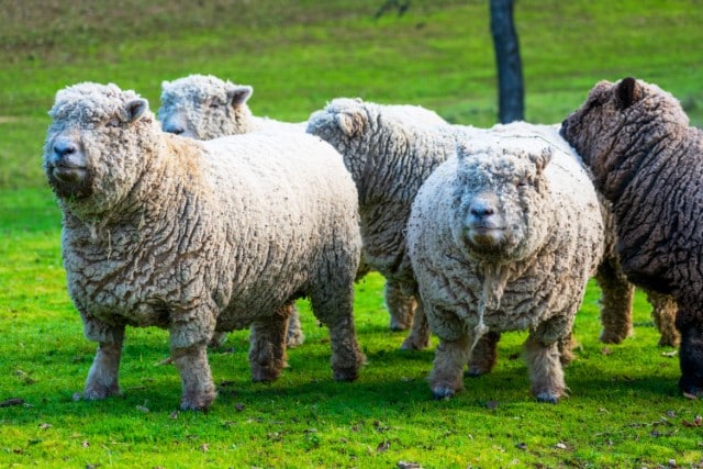 Babydoll Southdown Sheep