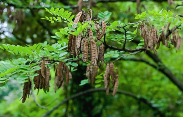 Black Locust Plant