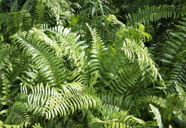 Bracken Fern Plant