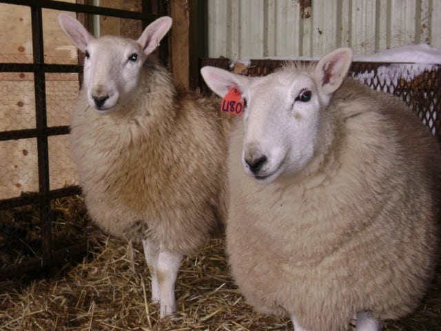 Cheviot Sheep