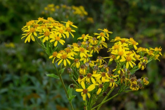 Common Ragwort Plant