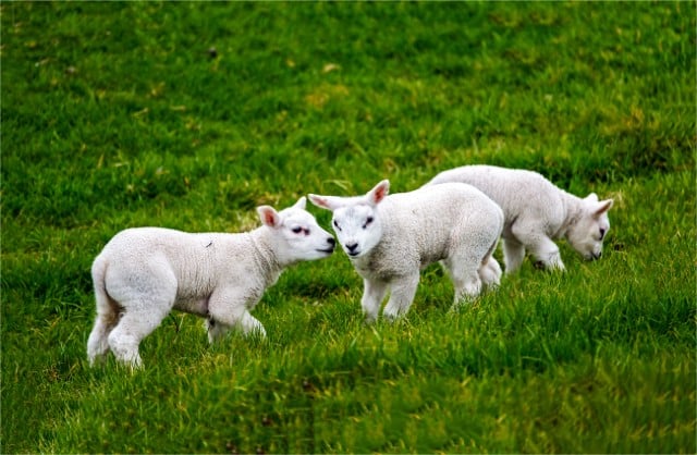 Creep Feeding for Lambs
