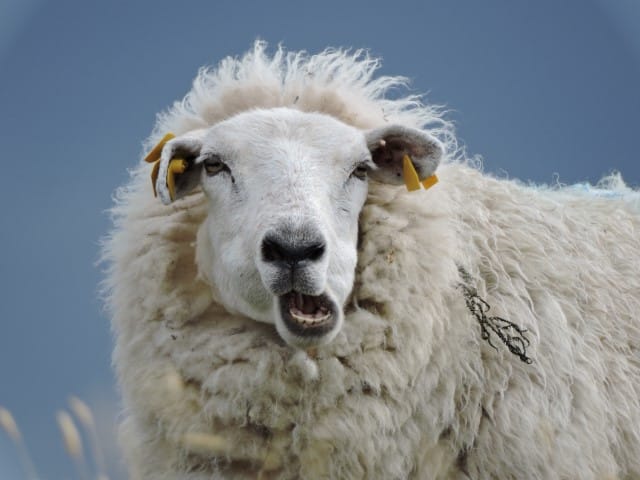 Dentigerous (Odontogenic) Cysts in Sheep