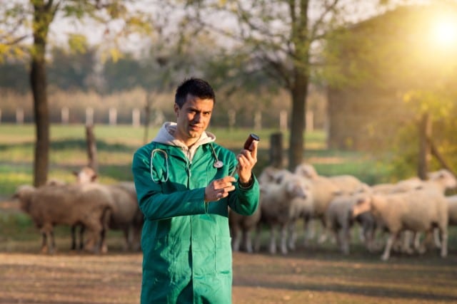 Different Types of Sheep Injections