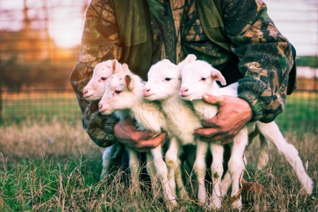 Early Lamb Weaning