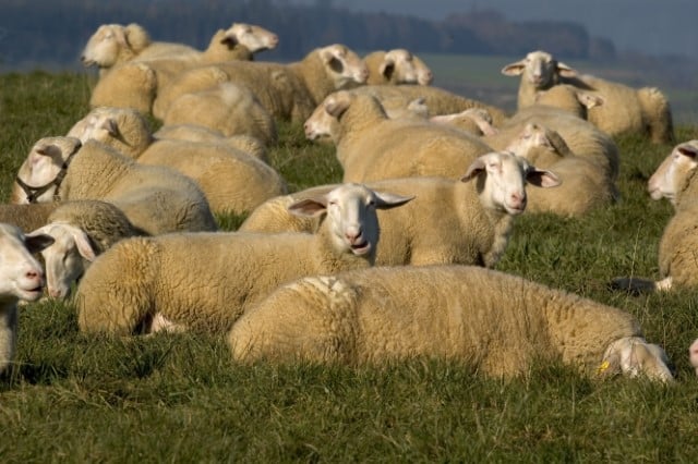 East Friesian Dairy Sheep