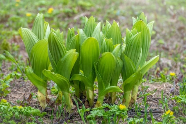 False Hellebore Plant