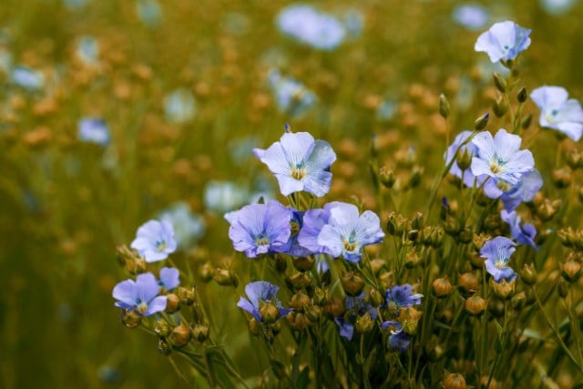 Flax Plant