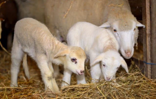 Food for Lambs for Maximum Growth