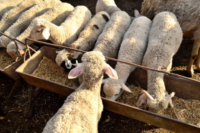 Food for Older Lambs