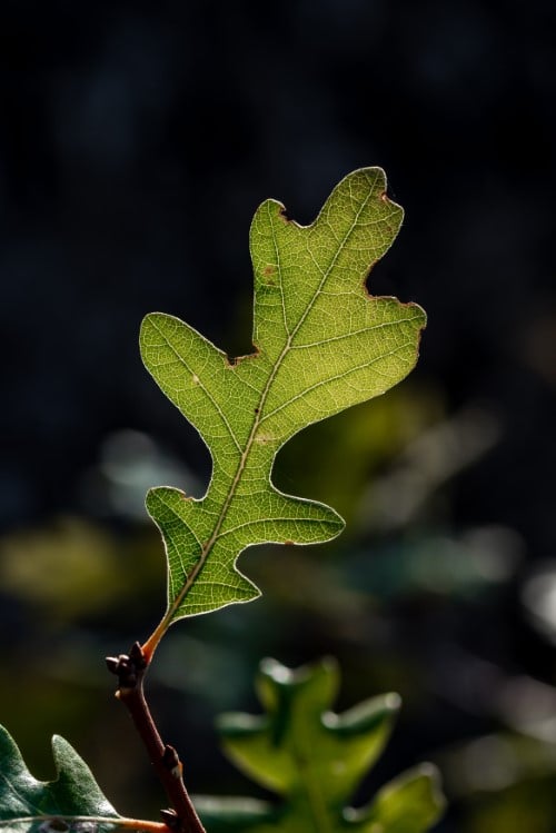 Gambel Oak