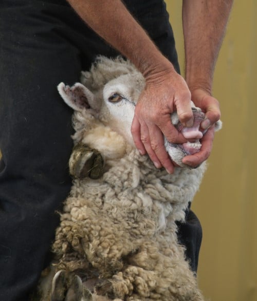 Healthy Dentition is Vital for Sheep