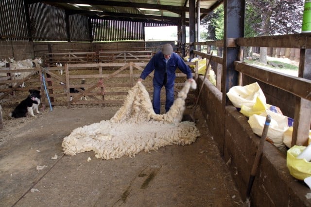 Farmer Spreads Out a Sheep Fleece on Shearing Day