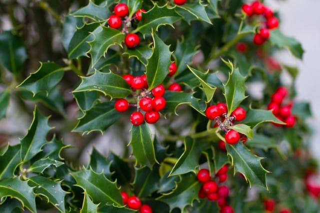 Holly Plant