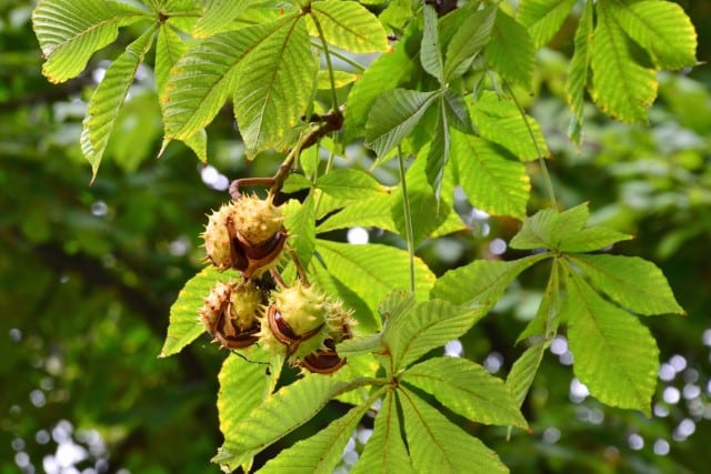 Horse Chestnut