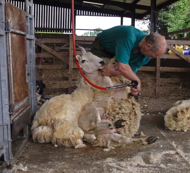 How are Sheep Sheared?