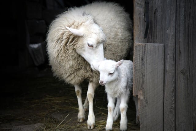 How Lambs Wean Naturally?