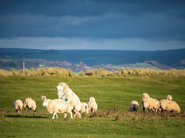 How Many Ewes Can a Ram Breed?