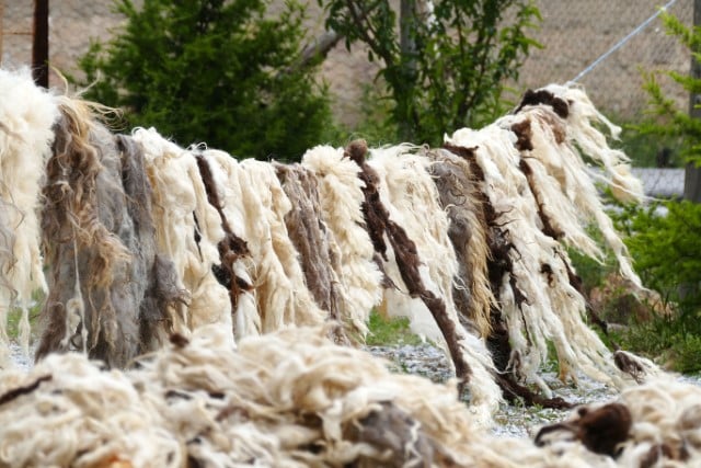 Annual Wool Production of Sheep