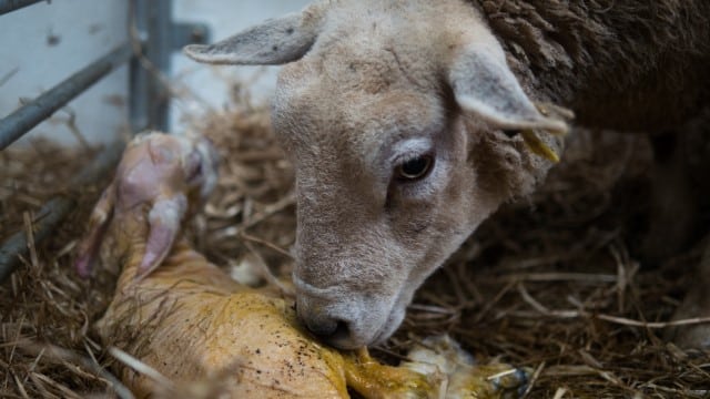 How to Decide When to Wean Lambs?