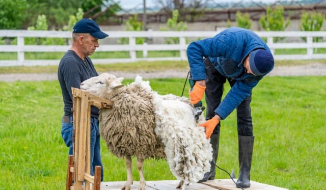 How to Prepare for Sheep Shearing?