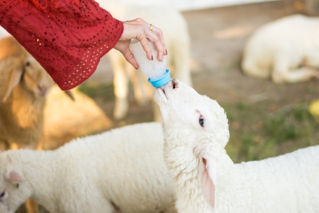 How to Properly Administer Anthelmintics to Your Sheep?