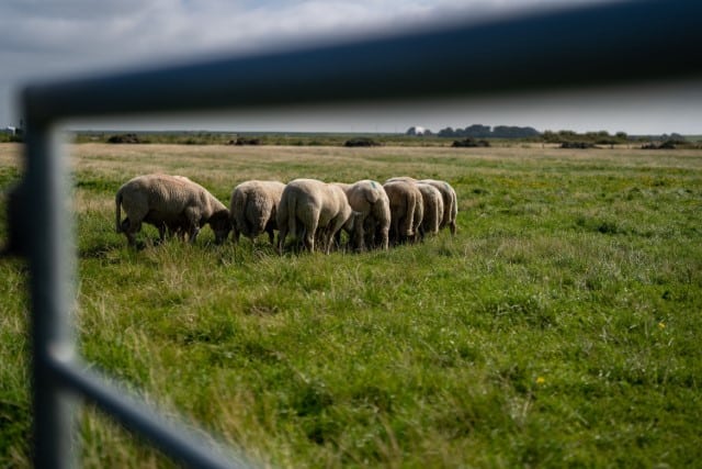 Ideas for Sheep Rotational Grazing