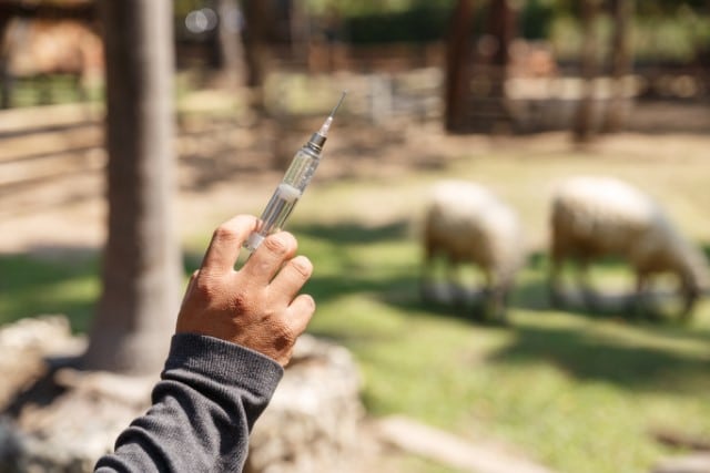 Injections for Sheep