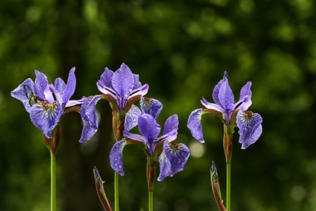 Iris Plant