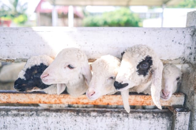 Lambs Have Access to Creep Food