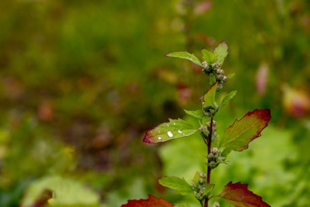 Lambsquarters Plant