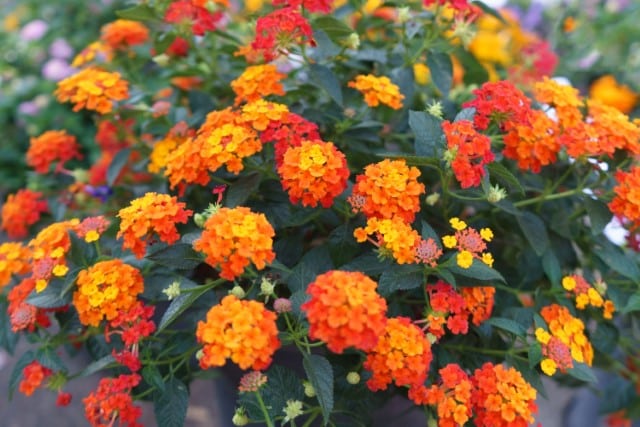 Lantana Plant